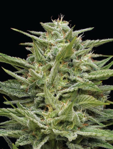 Hella Jelly > Humboldt Seed Company | Graines Féminisées  |  Sativa